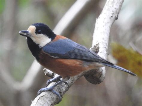 鳥 庭|庭に来る野鳥の名前は？庭にやって来る野鳥たち 